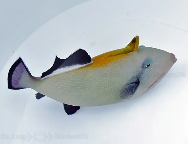 Melichthys indicus | XL