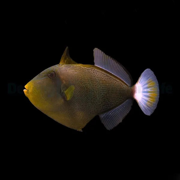 Melichthys vidua | M