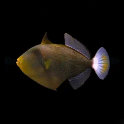 Melichthys vidua | L