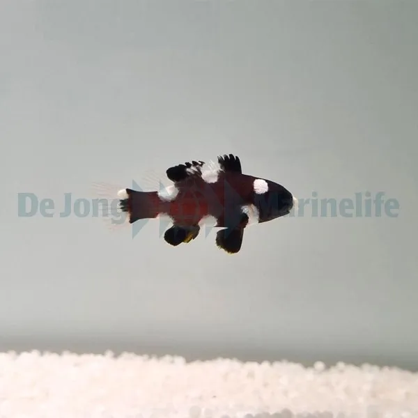 Bodianus axillaris | XL