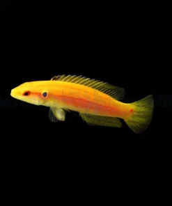 Bodianus bimaculatus | All sizes