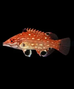 Bodianus diana | M