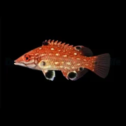Bodianus diana | L