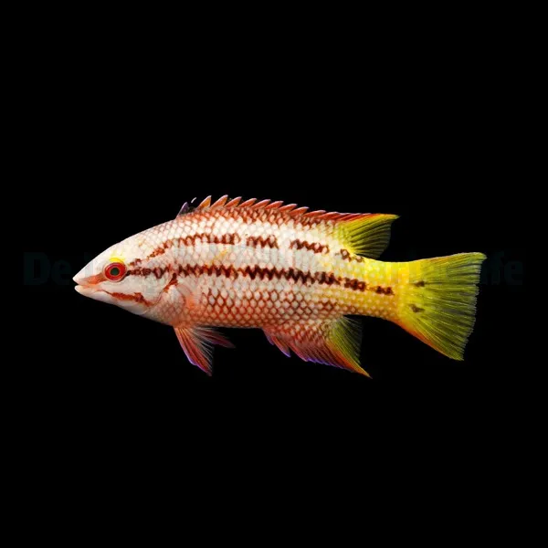 Bodianus diplotaenia | M