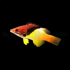 Bodianus mesothorax | M