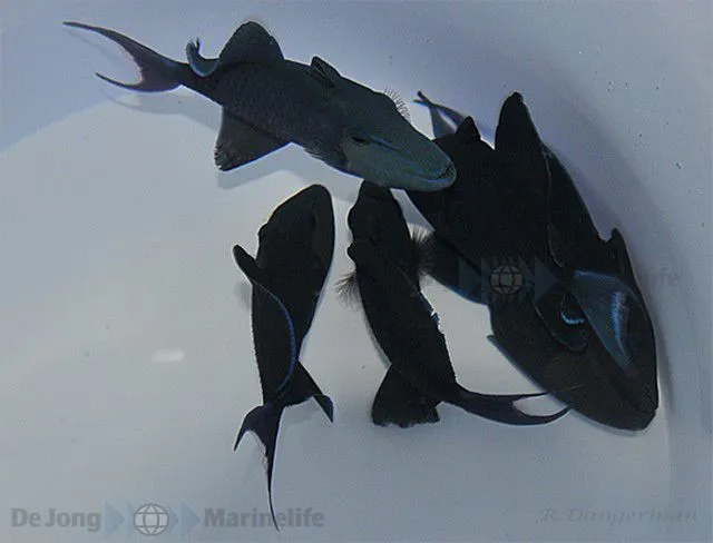 Odonus niger | L