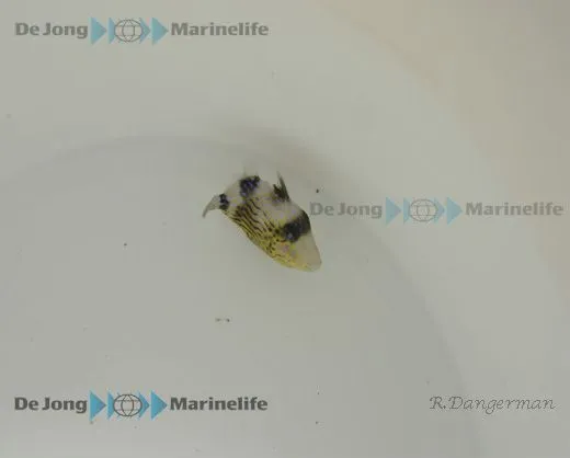 Pseudobalistes fuscus | XL