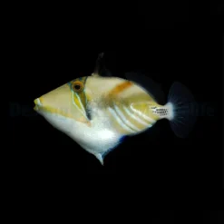 Rhinecanthus aculeatus | M