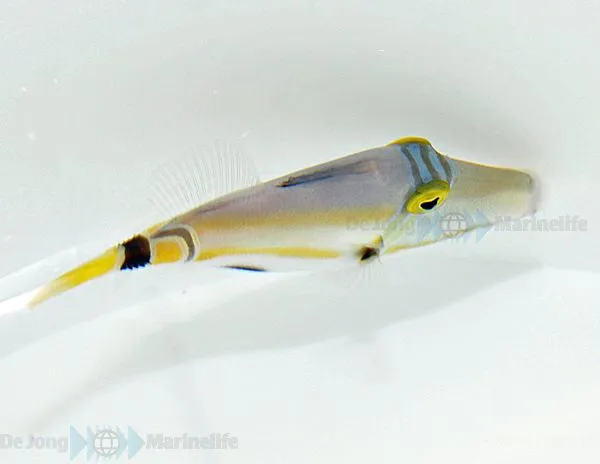 Rhinecanthus lunula | All sizes