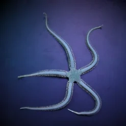 Ophiarachna incrassata | All sizes