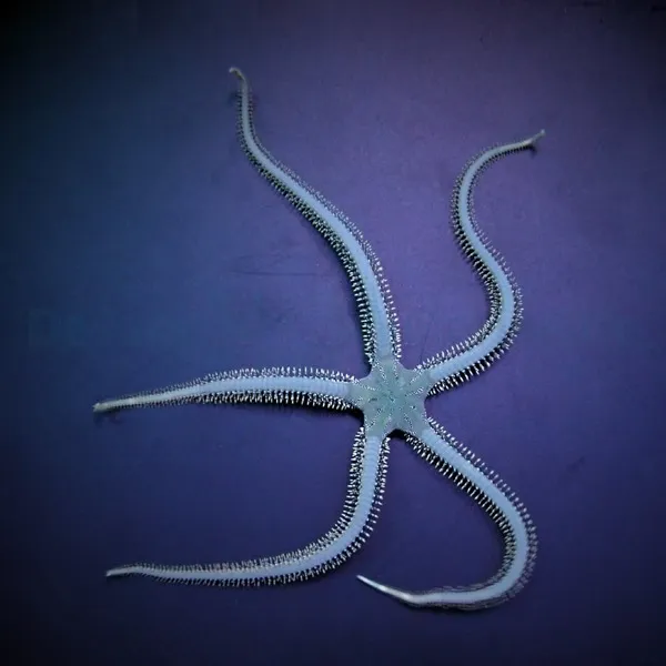 Ophiarachna incrassata | All sizes