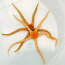 Ophiarachna spp. | All sizes