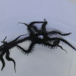 Ophiocoma spp. | All sizes