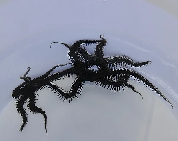 Ophiocoma spp. | All sizes