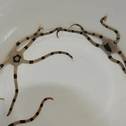 Ophiolepis superba | All sizes