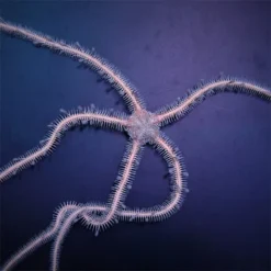 Ophiomastix annulosa | All sizes