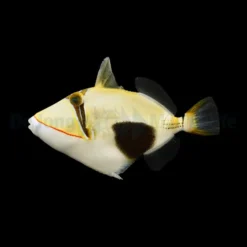 Rhinecanthus verrucosus | L