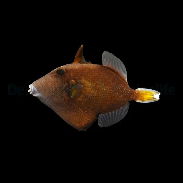 Sufflamen chrysopterum | M