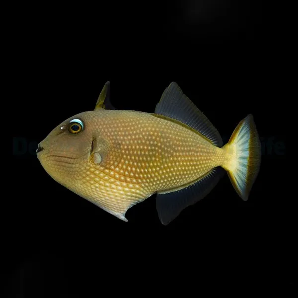 Xanthichthys auromarginatus (female) | L