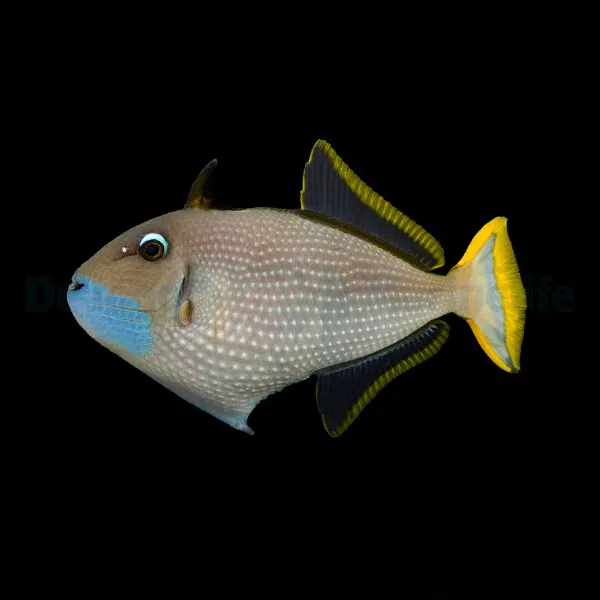 Xanthichthys auromarginatus (male) | L