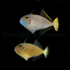 Xanthichthys auromarginatus (pair) | S/M
