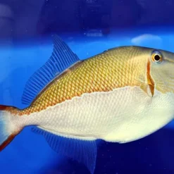 Xanthichthys caeruleolineatus | All sizes