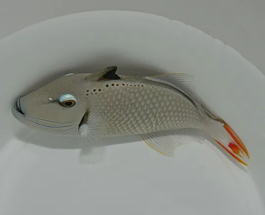 Xanthichthys kiritimati | All sizes