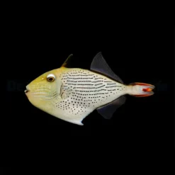 Xanthichthys lineopunctatus | All sizes