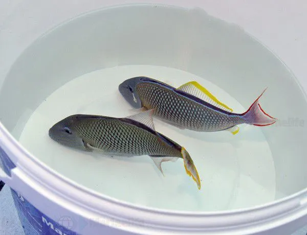 Xanthichthys mento (female) | All sizes