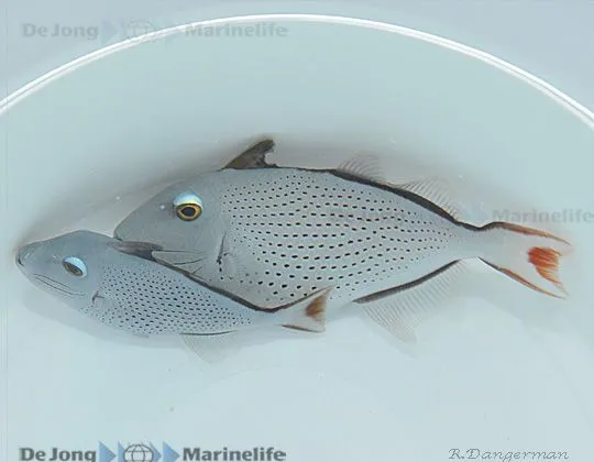 Xanthichthys ringens | L