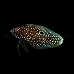 Calloplesiops altivelis | L