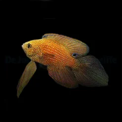 Calloplesiops argus | S