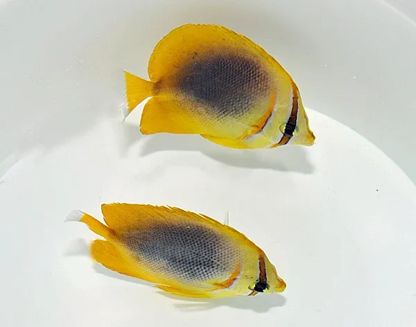 Chaetodon aureofasciatus | L