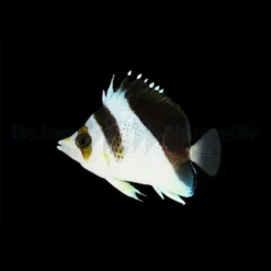 Chaetodon Burgessi | Size M