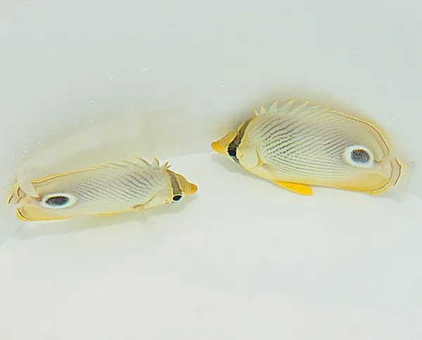 Chaetodon capistratus | M