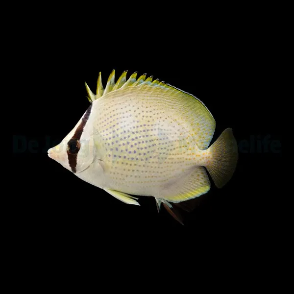 Chaetodon citrinellus | All sizes