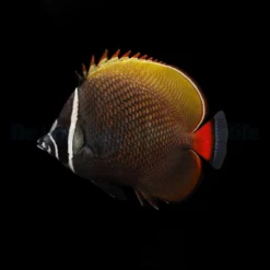 Chaetodon collare | L