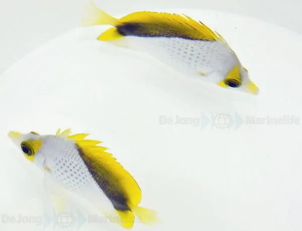 Chaetodon declivis (pair) | All sizes