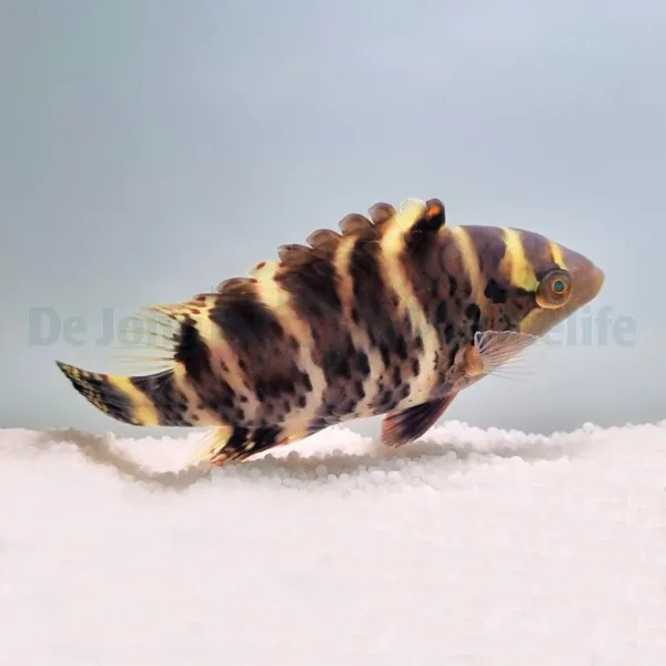 Cheilinus fasciatus | M