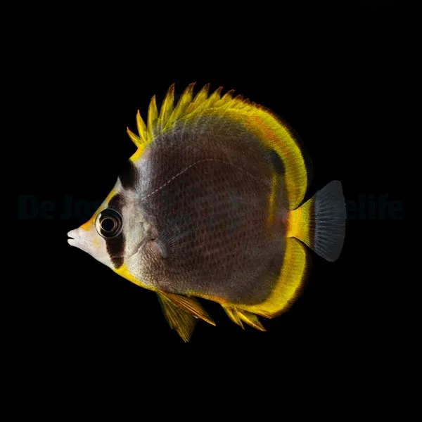 Chaetodon flavirostris | L