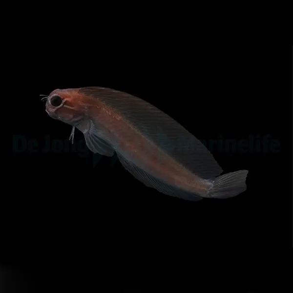 Atrosalarias fuscus | All sizes