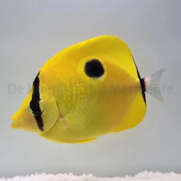 Chaetodon interruptus | L