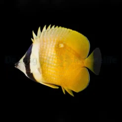 Chaetodon kleinii | S
