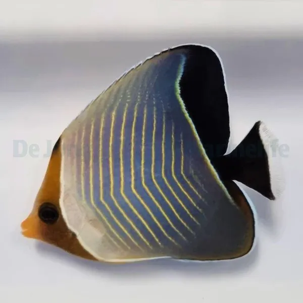 Chaetodon larvatus | L