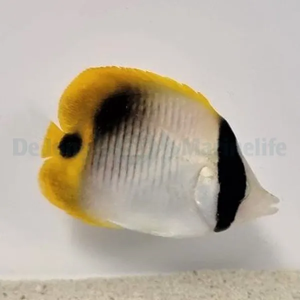 Chaetodon lineolatus | L