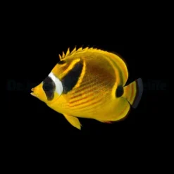 Chaetodon lunula | S