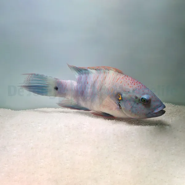 Cheilinus lunulatus | S/M