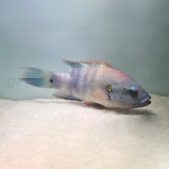 Cheilinus lunulatus | M/L