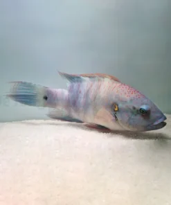 Cheilinus lunulatus | M/L