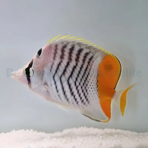 Chaetodon madagaskariensis | L